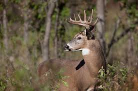 Deer Rut Report Movement Increases Ahead Of Gun Season