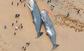 Un cachalote muerto o un hombre en el mar, para los tiburones es la misma cosa. Hallan Dos Cachalotes Muertos En Alemania Con El Estomago Lleno De Plasticos
