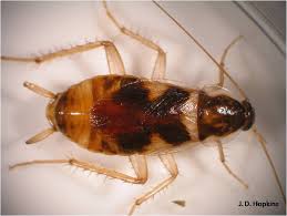 Image result for brown-banded cockroach