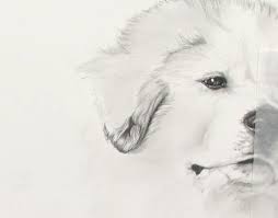 At first, try to create sketches using pictures or photos, and then you will be able to depict your pet. Pet Portrait Drawing Techniques How To Draw Dogs