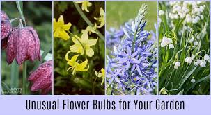 unusual flower bulbs for your garden