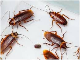 four tips to get rid of roaches in