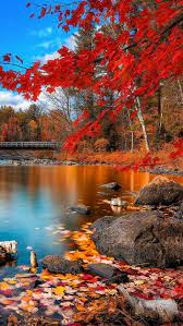 fall autumn bonito red nature