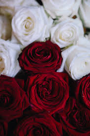 white and red roses bouquet free