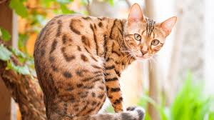 Bengal coats also come in a marbled pattern: 5 Things You Didn T Know About Bengal Cats Pet Health Insurance Tips