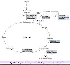 Microbial Production Of 7 Types Of Amino Acids
