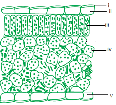 cross section of leaf depicted