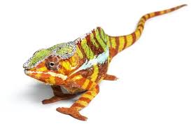 panther chameleon care guide facts