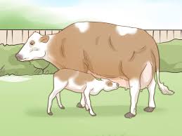 How To Identify Simmental Cattle 10 Steps With Pictures