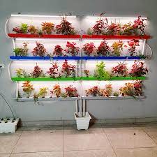 Indoor Hydroponics Setup