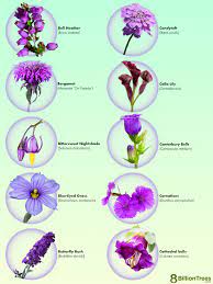 85 types of purple flowers names