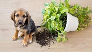 Plants That Are Safe For Dogs