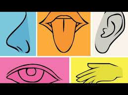 los 5 sentidos vista audición tacto