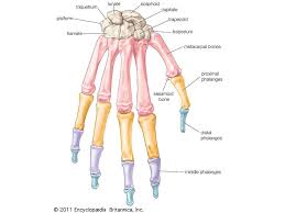 These type of joints are held by ligaments and are immoveable. The Bones Of The Human Body Quiz Britannica