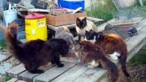 Colony caretakers provide food, water and shelter as necessary. Feral Cat Management Ordinance Approved By Minneapolis Committee Mpr News