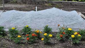 Protect Your Plants With Garden Fabric