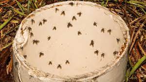 How To Rid Of Drain Flies Forbes Home