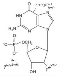 label the phosp group pentose