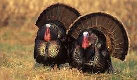 why-do-female-turkeys-gobble