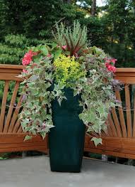 Container Gardening Container Plants