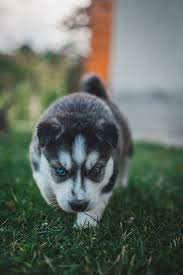 Feel free to send us your own. 500 Siberian Husky Wallpapers Hd Download Free Images Stock Photos On Unsplash