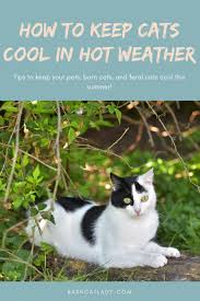 How To Keep Cats Cool In Hot Weather