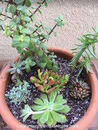 how to plant succulents in containers