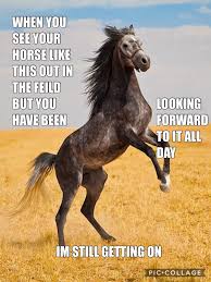 Yesssss | Funny horse memes, Horse jokes, Horse riding quotes