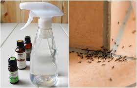 homemade ant repellent spray to get rid