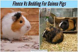 Fleece Vs Bedding For Guinea Pigs