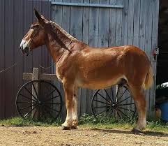 Mules have short, thick heads, long ears, thin legs, small hoofs, and little hair on the root of the tail. Huge Belgian Draft Mule Rides And Drives Video Links In Ad Mules Animal Draft Mule Horses