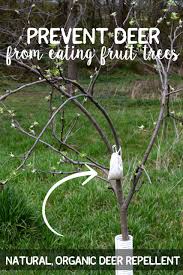 prevent deer from eating fruit trees