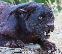 Hämta alla bilder och använd dem även för kommersiella projekt. African Leopard Disney Animals Wiki Fandom