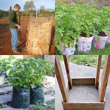 You've been thinking about gardening for some time and wondering what to grow. How To Grow Potatoes 5 Steps To A Big Harvest A Piece Of Rainbow