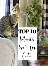 Top 10 House Plants Safe For Cats