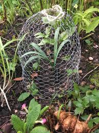 diy garden cloche to protect young new