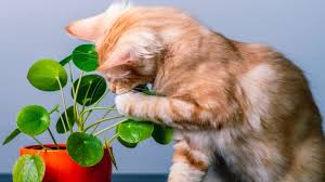 20 Pet Friendly Houseplants That Are