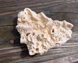 Florida Coral Fossils Fossil Lady