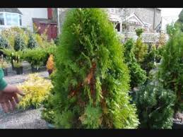 If pruned in the summer, the tips of the pruned branches can turn an unsightly brown. Are These Trees Dying Why Do Arborvitae Turn Yellow Youtube