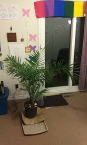 Palm Tree Questions Toronto Master