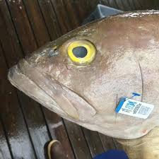 whole yellowedge grouper gulf caught