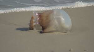 jellyfish on the rise in myrtle beach