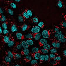 Cellular Stains For Fluorescent Organelle Cellular