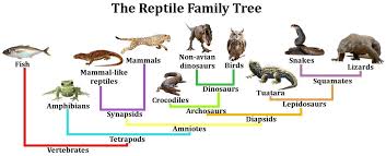 Are Birds Reptiles
