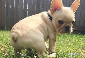 Find the perfect french bulldog puppy for sale at next day pets. French Bulldog Puppies For Sale Pets For Sale In Los Angeles California Usadscenter Com Mobile 195793