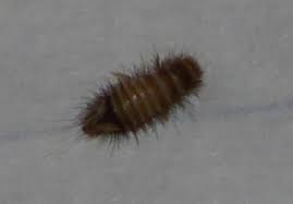 carpet beetle larva pest control canada