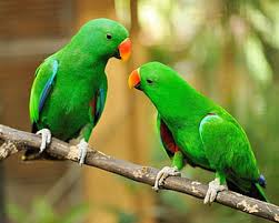 green parrot hd wallpapers pxfuel