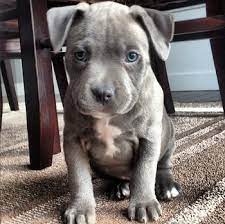 Blue nose pitbulls puppies make good friends with kids: Blue Nose Pitbull Puppies For Sale Near Me Pet S Gallery