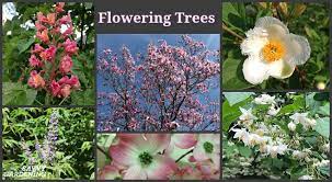 flowering trees for home gardens 21