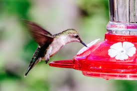 hummingbird food recipe won t harm